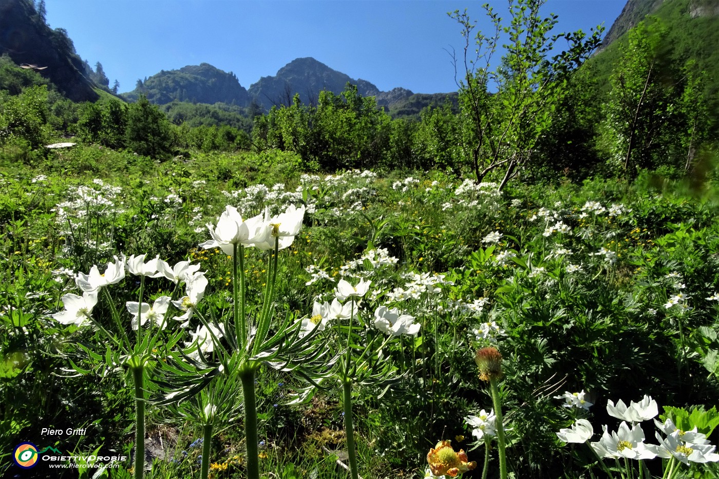35 Distese di anemoni narcissini.JPG -                                
